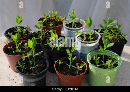 Pisello dolce piantine che crescono in economici con erbacce crescita commerciale media (potting compost). Foto Stock