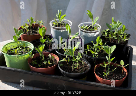 Pisello dolce piantine che crescono in economici con erbacce crescita commerciale media (potting compost). Foto Stock