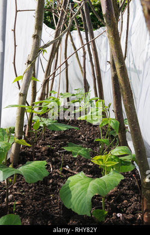 Guida giovani piante di fagiolo protetti contro danni da vento da recinzione di giardino micro mesh. Foto Stock