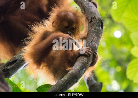 Un simpatico baby orangutan nelle foreste del Bukit Lawang l isola di Sumatra Foto Stock