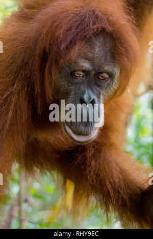 Un Orango Tango nelle foreste del Bukit Lawang l isola di Sumatra Foto Stock