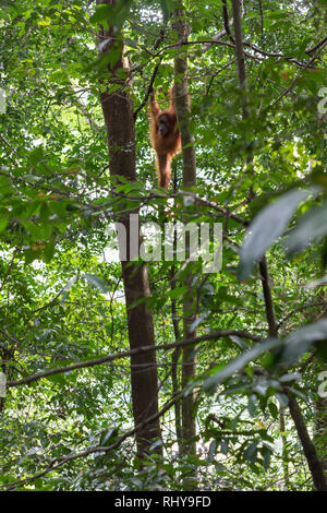 Un Orango Tango nelle foreste del Bukit Lawang l isola di Sumatra Foto Stock