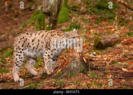 Eursian lynx autmn in foresta con sfondo sfocato. Foto Stock