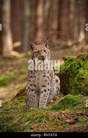 Eursian lynx seduto su rocce ricoperte di muschio verde con sfondo sfocato. Foto Stock