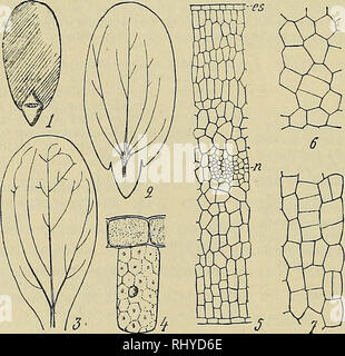 . Beihefte zum botanischen Centralblatt. Piante. 378 Servettaz, Monographie des Eleagnacees. III. Etüde de l'embryon completement developpe. L'embryon chez les Eleagnacees est droit, comporre: 1'^ de deux cotiledoni charnus una riserva abondantes et variabili et applique divertente contre l'autre suivant le plan de symetrie de la graine; 2^ d'une gemmule presehtant Tebauche de deux petites feuilles opposees, disposees en croix avec les feuilles cotiledone- aires; 3^ d'onu ax hypocotyle et d'une radicule formant ensemble massiccio delle Nazioni Unite conique tres corte dont la pointe est dirigee vers le micropyle. Nous etu Foto Stock