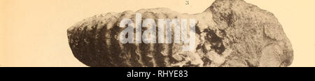. Beiträge zur geologiche Syriens.. Geologia e Paleontologia. TafelX.. Si prega di notare che queste immagini vengono estratte dalla pagina sottoposta a scansione di immagini che possono essere state migliorate digitalmente per la leggibilità - Colorazione e aspetto di queste illustrazioni potrebbero non perfettamente assomigliano al lavoro originale. Blanckenhorn, Max, 1861-1947. Vincent Cassel : Selbstverlag des Verfassers Foto Stock