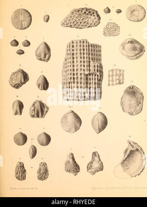 . Beiträge zur geologiche Syriens.. Geologia e Paleontologia. Tafel m. Si prega di notare che queste immagini vengono estratte dalla pagina sottoposta a scansione di immagini che possono essere state migliorate digitalmente per la leggibilità - Colorazione e aspetto di queste illustrazioni potrebbero non perfettamente assomigliano al lavoro originale. Blanckenhorn, Max, 1861-1947. Vincent Cassel : Selbstverlag des Verfassers Foto Stock