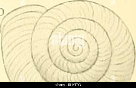 . Beiträge zur Anatomie und Systematik der Stylomatophoren aus dem Gebiete der Monarchie und der angrenzenden Balkanländer. Molluschi. 163 un (-vi) 163 b. Denkschriften der kaiserl. Akademie der Wiss. math. naturw. Kl., Bd. XC1. (-•/). Si prega di notare che queste immagini vengono estratte dalla pagina sottoposta a scansione di immagini che possono essere state migliorate digitalmente per la leggibilità - Colorazione e aspetto di queste illustrazioni potrebbero non perfettamente assomigliano al lavoro originale. Wagner, Antoni Jozef, d. 1928. Wien, [K. K. Hof- und Staatsdruckerei] Foto Stock