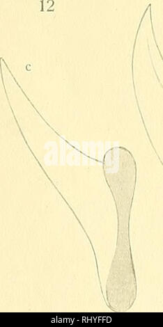 . Beiträge zur Anatomie und Systematik der Stylomatophoren aus dem Gebiete der Monarchie und der angrenzenden Balkanländer. Molluschi. / Dp 0°/). Denkschriften der kaiserl. Akademie der Wiss. math. naturw. KL, Bd. XCI.. Si prega di notare che queste immagini vengono estratte dalla pagina sottoposta a scansione di immagini che possono essere state migliorate digitalmente per la leggibilità - Colorazione e aspetto di queste illustrazioni potrebbero non perfettamente assomigliano al lavoro originale. Wagner, Antoni Jozef, d. 1928. Wien, [K. K. Hof- und Staatsdruckerei] Foto Stock