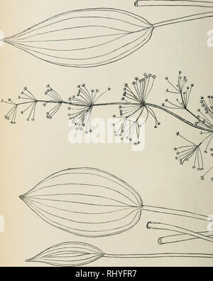 . Beihefte zum botanischen Centralblatt. Piante. . Si prega di notare che queste immagini vengono estratte dalla pagina sottoposta a scansione di immagini che possono essere state migliorate digitalmente per la leggibilità - Colorazione e aspetto di queste illustrazioni potrebbero non perfettamente assomigliano al lavoro originale. Leipzig : Verlag von G. Thiem Foto Stock