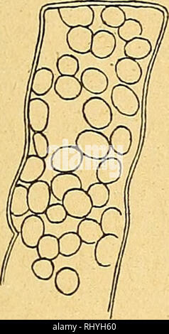 . Beihefte zum botanischen Centralblatt. Piante. . Si prega di notare che queste immagini vengono estratte dalla pagina sottoposta a scansione di immagini che possono essere state migliorate digitalmente per la leggibilità - Colorazione e aspetto di queste illustrazioni potrebbero non perfettamente assomigliano al lavoro originale. Leipzig : Verlag von G. Thiem Foto Stock