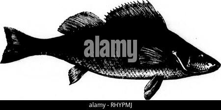 . Frank Forester Pesci e pesca degli Stati Uniti e British Province del Nord America [microformati]. La pesca; Pesci; Pêche sportive; Poissons. copre essi ither sotto termina al di sopra f tutta la perdita laterale vhite bluastro al di sotto, I CUI SONO IO, ma è un apensate il set-linea, annuncio il loro vero ma ho la tartare, portato a ipterygii, o la nostra più bella porta in 1^ FAMIGLIA OP L'PERCID.E. 239 PERCIDiE. Il giallo americano Pesce persico. P(Tca Flavescens-Mitchil.. Giallo pesce persico. Questo è un molto comune dei pesci, ampiamente diffusa, con piccola variazione di dimensione, forma e colore, attraverso tutti i t Foto Stock