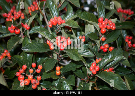 Crataegus prunifolia ramo con frutti di bosco Foto Stock