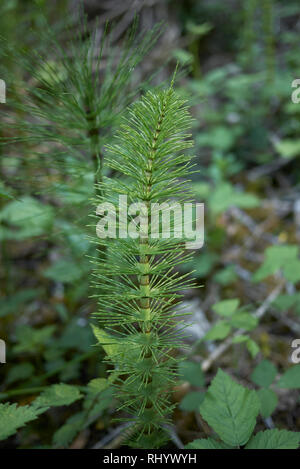 Equisetum telmateia Foto Stock