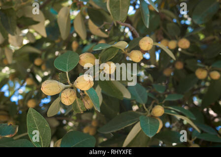 Lagunaria patersonia ramo con frutta Foto Stock