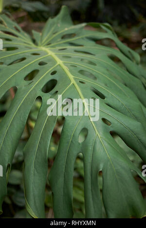 Monstera deliciosa foglie close up Foto Stock