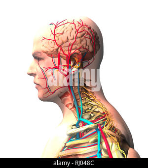 L'uomo visto dal lato, cervello, faccia a vista a raggi x di arterie e vene, la colonna vertebrale e la gabbia toracica. Il corpo umano, anatomia, rendering 3D Foto Stock