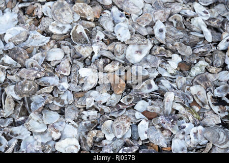 I gusci di ostrica scartato in whitstable kent, Inghilterra Foto Stock