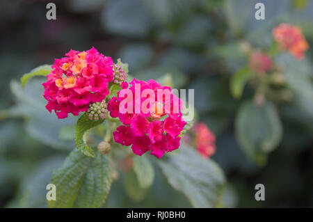Due fiori della fotocamera lantana pianta con spazio per il testo a destra Foto Stock
