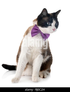 Gatto siamese gatto davanti a uno sfondo bianco Foto Stock