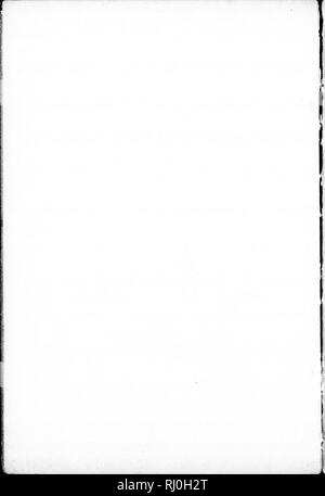 . La specie di Rumex verificatisi a nord del Messico [microformati]. Docks (piante); Docks (piante); botanica; Rumex; Rumex; Botanique. . Si prega di notare che queste immagini vengono estratte dalla pagina sottoposta a scansione di immagini che possono essere state migliorate digitalmente per la leggibilità - Colorazione e aspetto di queste illustrazioni potrebbero non perfettamente assomigliano al lavoro originale. Trelease, William, 1857-1945. [S. l. : S. n. ] Foto Stock
