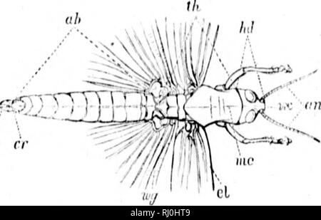 . Sinossi del Acrididae del Nord America [microformati]. Acridiidae; Orthoptera; insetti; AcrididÃ©s; OrthoptÃ¨res; Insectes. Spiegazione di xilografie. Acrulium itmiricaniiiii, Driiiy (Ki;;s. 1 9 anil -',&LT;}.. ].'Ij.". 1.â/(/, ln&GT;iul; III, tlidiiix ; ((/*, atiiloirifii; int, antt'iiiiji."; r.v, v('iti'&GT; me, iiifdiau ciirinii di llio proiiotmii ; (7, elytra; "r/, winy ; (T, t't'iri; o, oviiiositor. H â¢â ¢ â â" ho *r*Â"-. sup Kin.-.â(â /, clyiH'iis ; //(, lahniiii; pi, ]&GT;ali)i; pr, io)roii(ituiii ; cr, coxa ; yW;, ci'Imui': lb, tibia; tr, taisus; pi, iJiilvillus; n&lt;qi, siil);mal Foto Stock