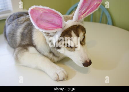 Un po' di cucciolo di Husky che sembra appena egli dipinse alcune uova di Pasqua indossando orecchie di coniglietto.. Foto Stock