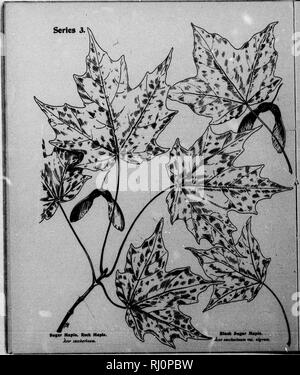 . Edicola alberi [microformati] : serie III. Essendo una descrizione della catalpa, aceri, yellowwood, ailanthus, Locust, noce, ecc. Alberi; Arbres. . Si prega di notare che queste immagini vengono estratte dalla pagina sottoposta a scansione di immagini che possono essere state migliorate digitalmente per la leggibilità - Colorazione e aspetto di queste illustrazioni potrebbero non perfettamente assomigliano al lavoro originale. Mathews, F. Schuyler (Ferdinando Shuyler), 1854-1938. Springfield, Massachusetts : Arte Taber-Prang Co. Foto Stock