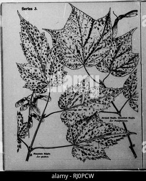 . Edicola alberi [microformati] : serie III. Essendo una descrizione della catalpa, aceri, yellowwood, ailanthus, Locust, noce, ecc. Alberi; Arbres. . Si prega di notare che queste immagini vengono estratte dalla pagina sottoposta a scansione di immagini che possono essere state migliorate digitalmente per la leggibilità - Colorazione e aspetto di queste illustrazioni potrebbero non perfettamente assomigliano al lavoro originale. Mathews, F. Schuyler (Ferdinando Shuyler), 1854-1938. Springfield, Massachusetts : Arte Taber-Prang Co. Foto Stock