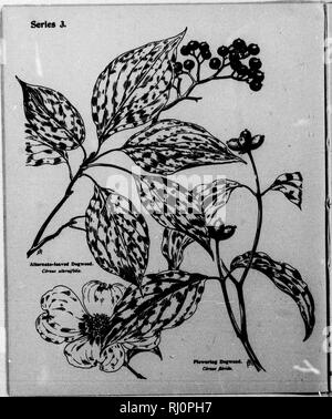 . Edicola alberi [microformati] : serie III. Essendo una descrizione della catalpa, aceri, yellowwood, ailanthus, Locust, noce, ecc. Alberi; Arbres. . Si prega di notare che queste immagini vengono estratte dalla pagina sottoposta a scansione di immagini che possono essere state migliorate digitalmente per la leggibilità - Colorazione e aspetto di queste illustrazioni potrebbero non perfettamente assomigliano al lavoro originale. Mathews, F. Schuyler (Ferdinando Shuyler), 1854-1938. Springfield, Massachusetts : Arte Taber-Prang Co. Foto Stock