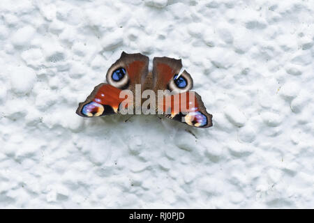 Farfalla Pavone - Aglais io - crogiolarsi sulla casa bianca parete per assorbire calore - il calore viene riflessa sulla parte inferiore della farfalla ali - Regno Unito Foto Stock