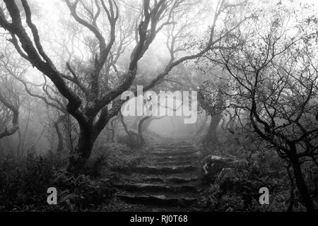 Misty foresta in bianco e nero. Foto Stock