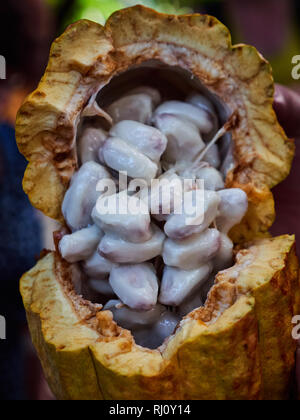 Le fave di cacao su theobroma albero nella piantagione di Costa Rica, America Centrale Foto Stock