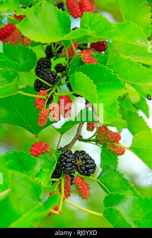 Mature mulberry. Il ramo del rosso e del nero mulberry. Bacche sull albero. Mature di Mulberry da appendere su albero Foto Stock