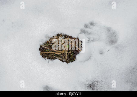 Molla. La fusione della neve. Sguardi di erba da sotto la neve Foto Stock