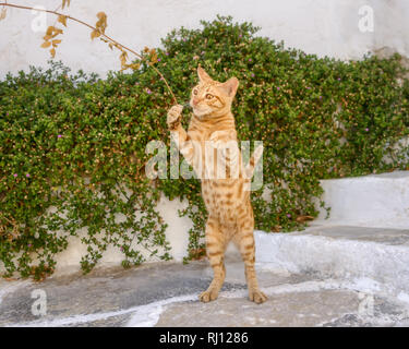 Funny gattino, orange tabby a pelo corto, giocando con un ramoscello, in piedi sulle zampe posteriori, isola del Mar Egeo, Grecia Foto Stock