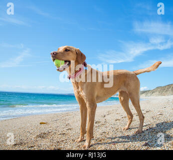 Un profilo di una felice e sano giallo Labrador retriever portante una sfera nella sua bocca durante una partita di fetch mentre in piedi su una spiaggia deserta su Foto Stock