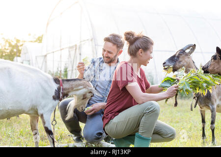 L uomo e la donna l'alimentazione capre sull'erba a livello di azienda Foto Stock
