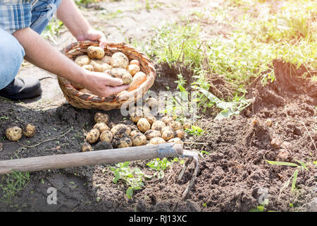 Sezione bassa di agricoltore la raccolta di patate a livello di azienda Foto Stock