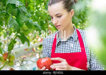 Allevatore serio esame organico fresco il pomodoro in serra Foto Stock