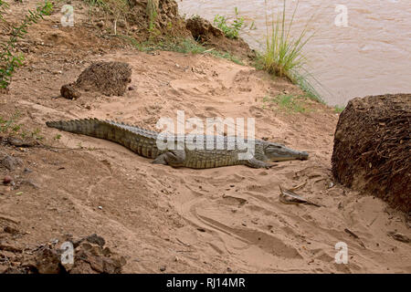 Un coccodrillo del Nilo Crocodylus niloticus, poggiante su sandbank da Ewaso Nyiro, Shaba riserva nazionale, Kenya Foto Stock