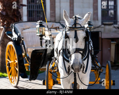 A cavallo e in carrozza intorno a Siviglia Spagna Foto Stock