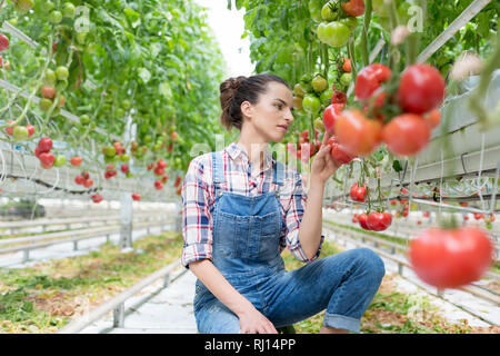 Giovane donna esaminando i pomodori di serra Foto Stock