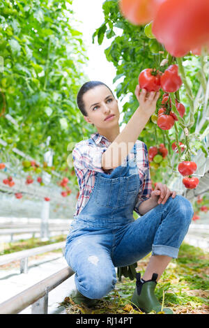 Giovane agricoltore esaminando i pomodori in ginocchio in serra Foto Stock