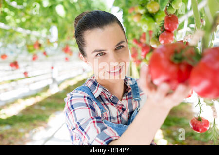 Primo piano della donna esaminando i pomodori di serra Foto Stock