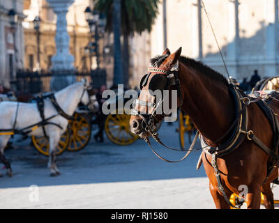 A cavallo e in carrozza intorno a Siviglia Spagna Foto Stock