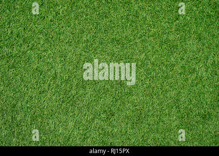 Prato verde per sfondo.erba verde dello sfondo. texture. vista dall'alto. Foto Stock