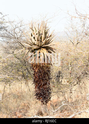 Aloe in Waterberg Plateau, Namibia Foto Stock