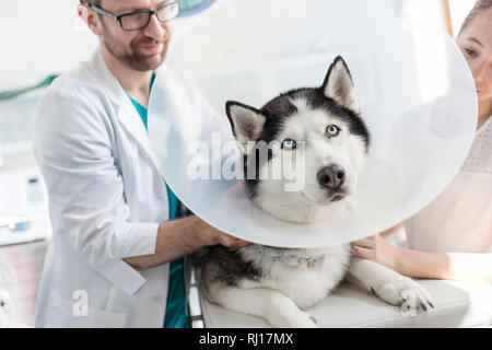 Husky con cono collarino sul letto in mezzo medico veterinario e ragazza in clinica