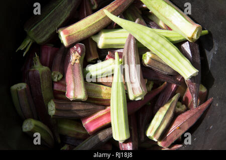 Il villaggio di Samba, Provincia Yako, Burkina Faso : Collette Guiguemde lavorando nel suo marito il giardino del mercato, raccolta okra. Foto Stock